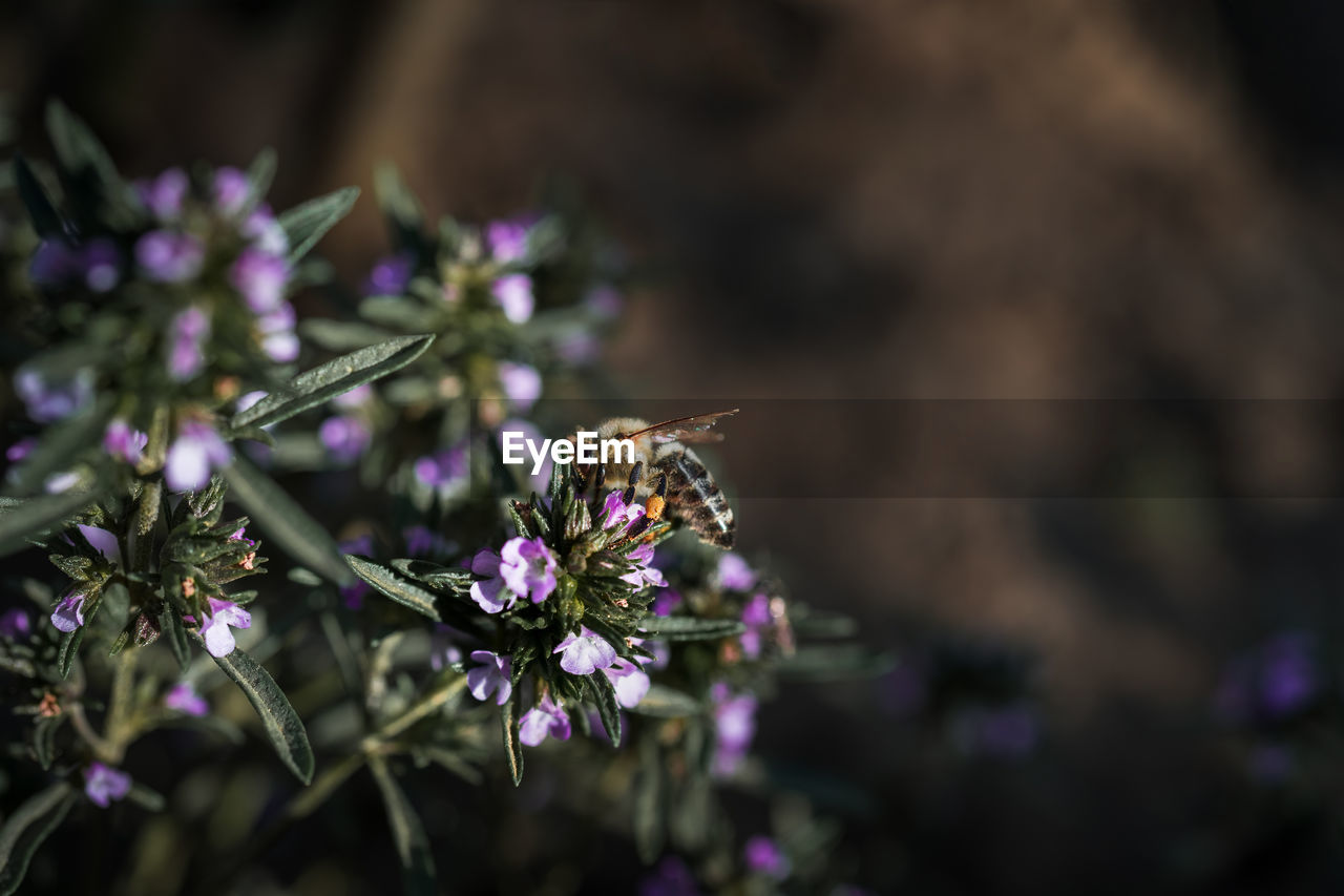 Close-up of bee on purple flowering plant