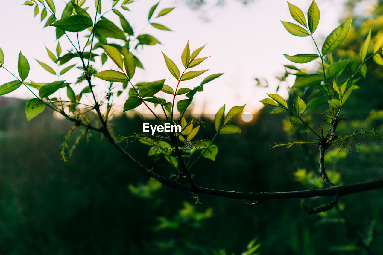 Low angle view of leaves on tree