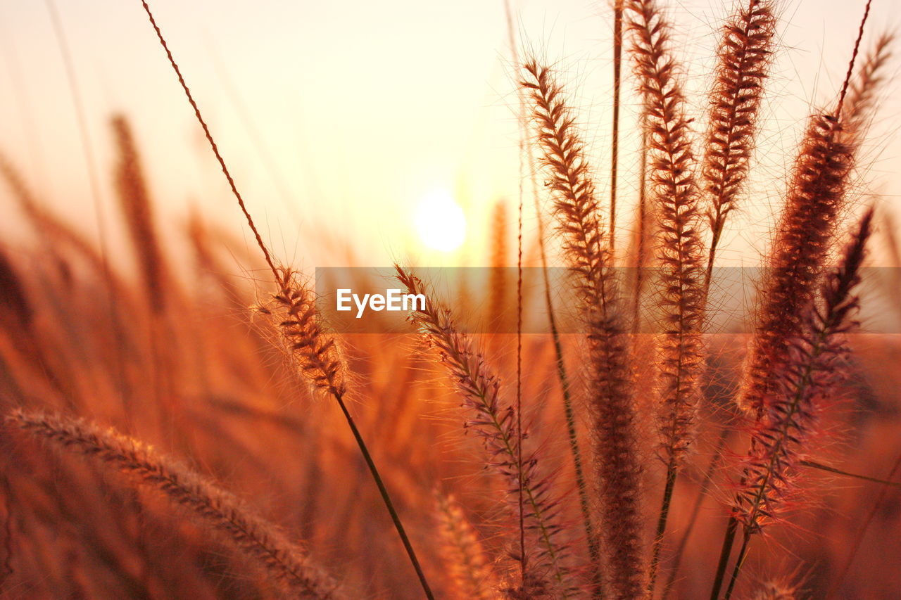 Close-up of wheat field against sky during sunset