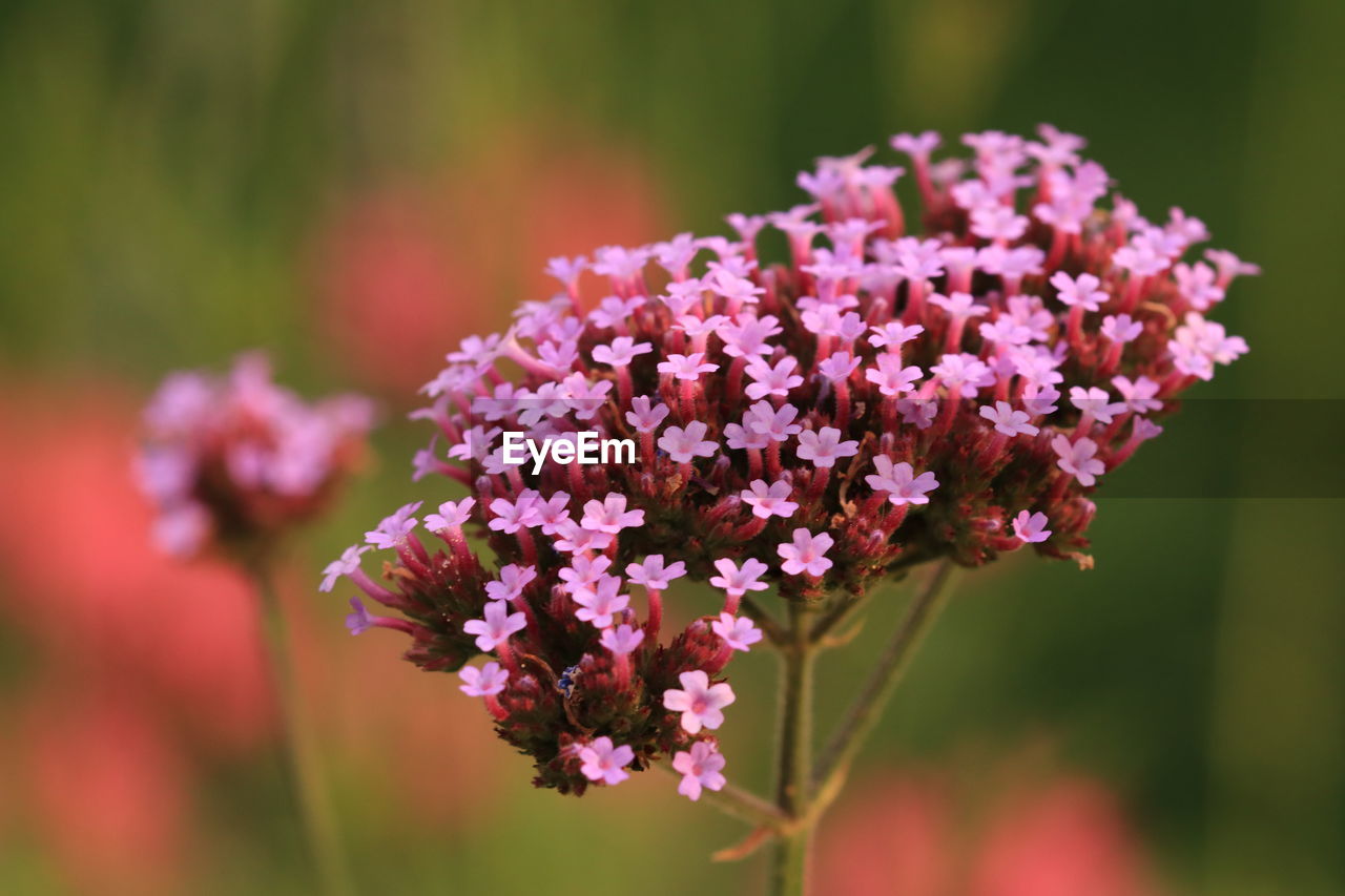 close-up of purple flowering plants