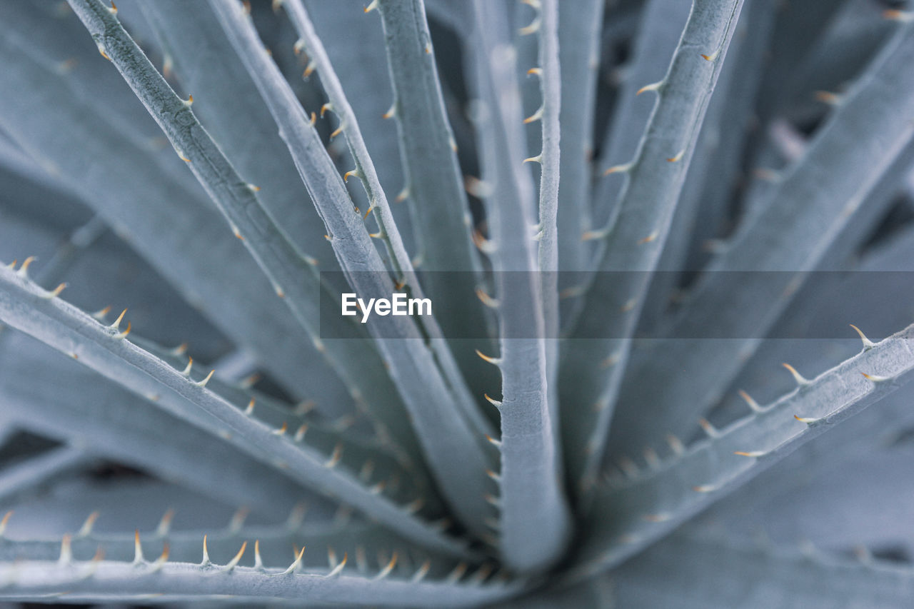 Full frame shot of succulent plant