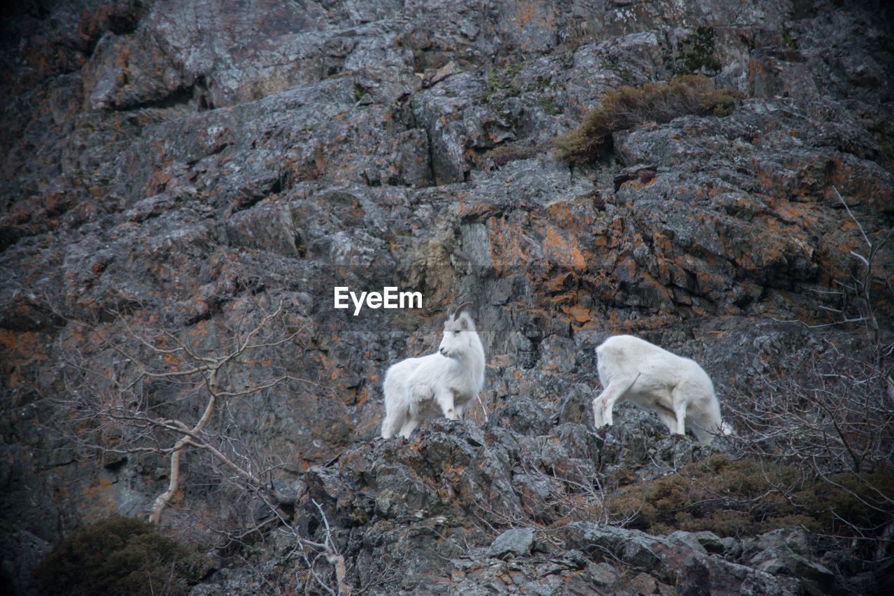 Two dahl sheep grazing on alaskas chugach mountain range. 