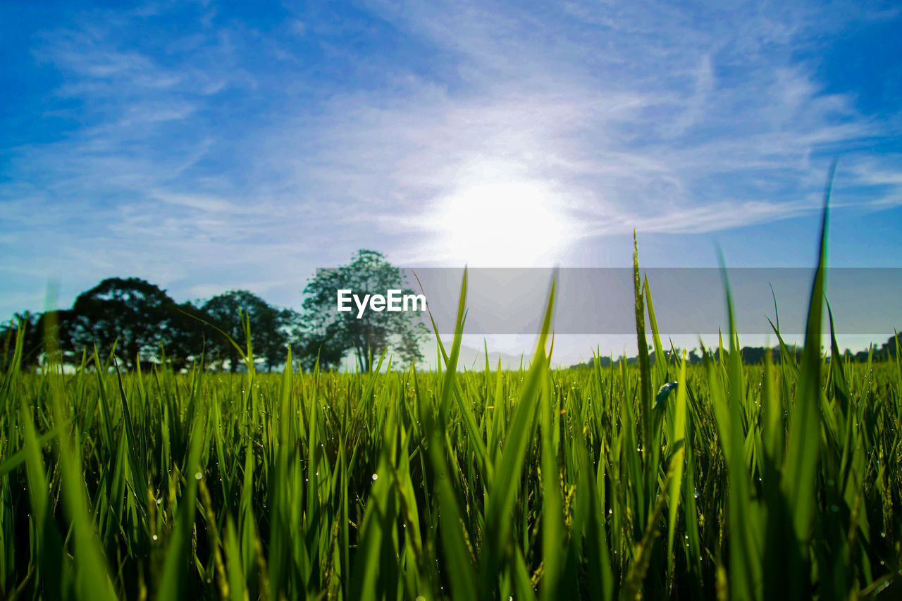 Agricultural field against sky