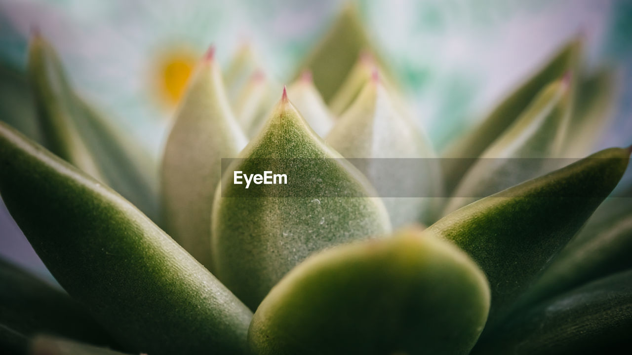 CLOSE-UP OF SUCCULENT PLANTS