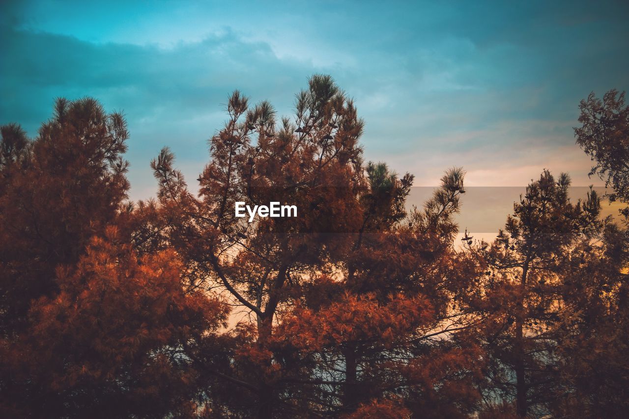 Autumn trees against sky during sunset