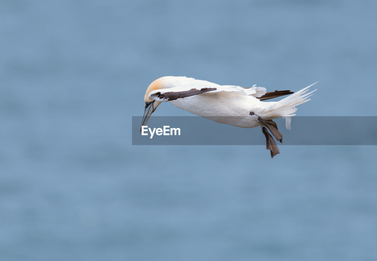 Flying gannet