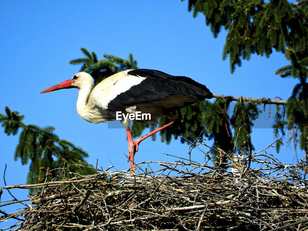 Low angle view of bird perching on tree against sky