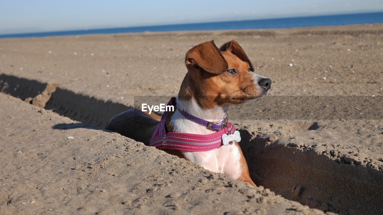 DOG ON SAND AT BEACH