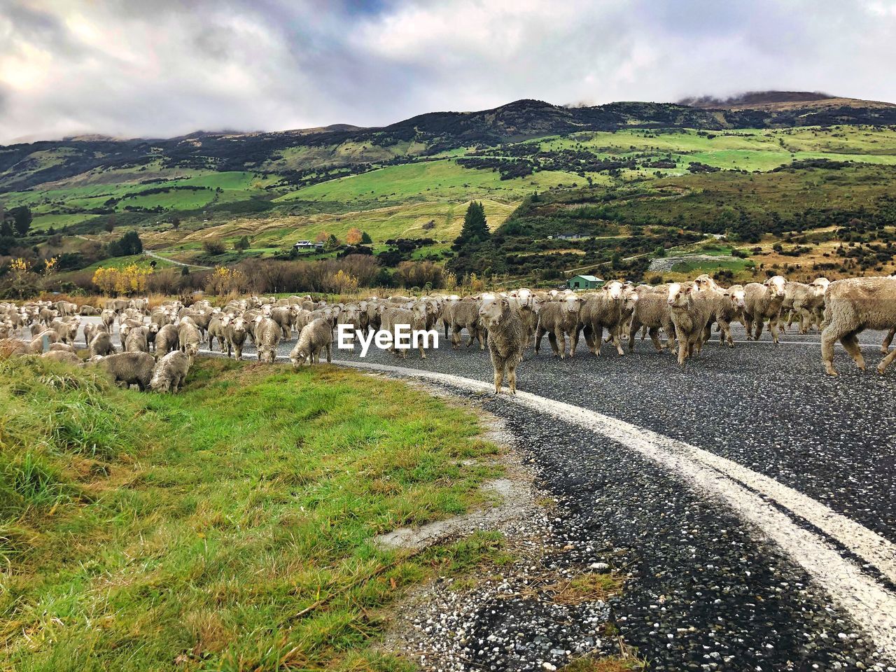 VIEW OF SHEEP ON LAND