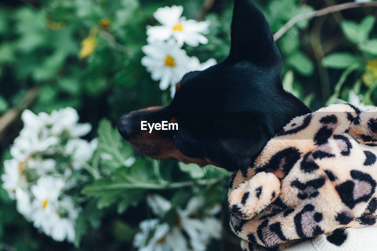 Close up black dog wearing clothes against plants and white flowers and / pet's lifestyle