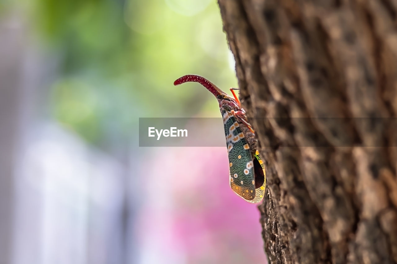 CLOSE-UP OF AN INSECT ON TREE TRUNK