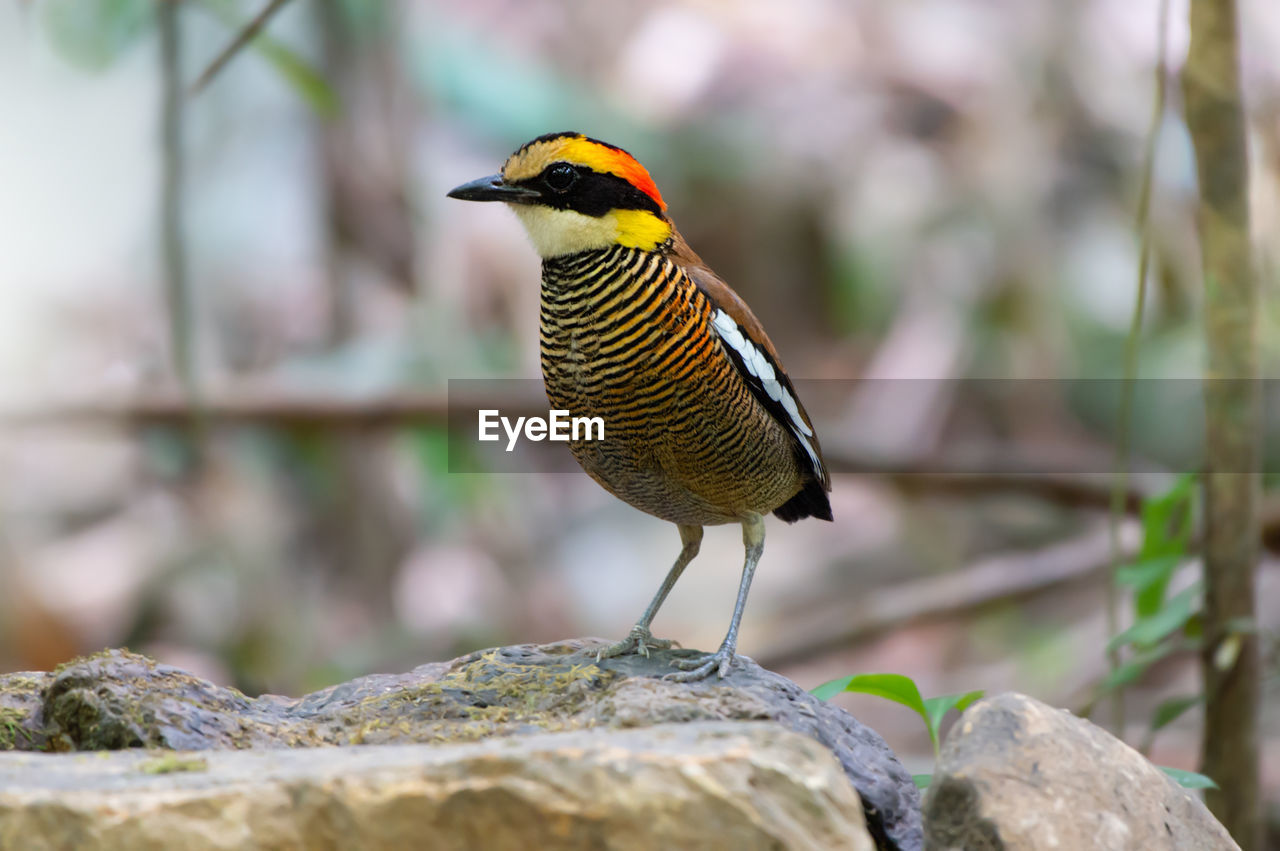 BIRD PERCHING ON ROCK