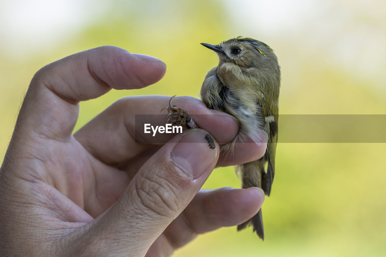 PERSON HOLDING BIRD