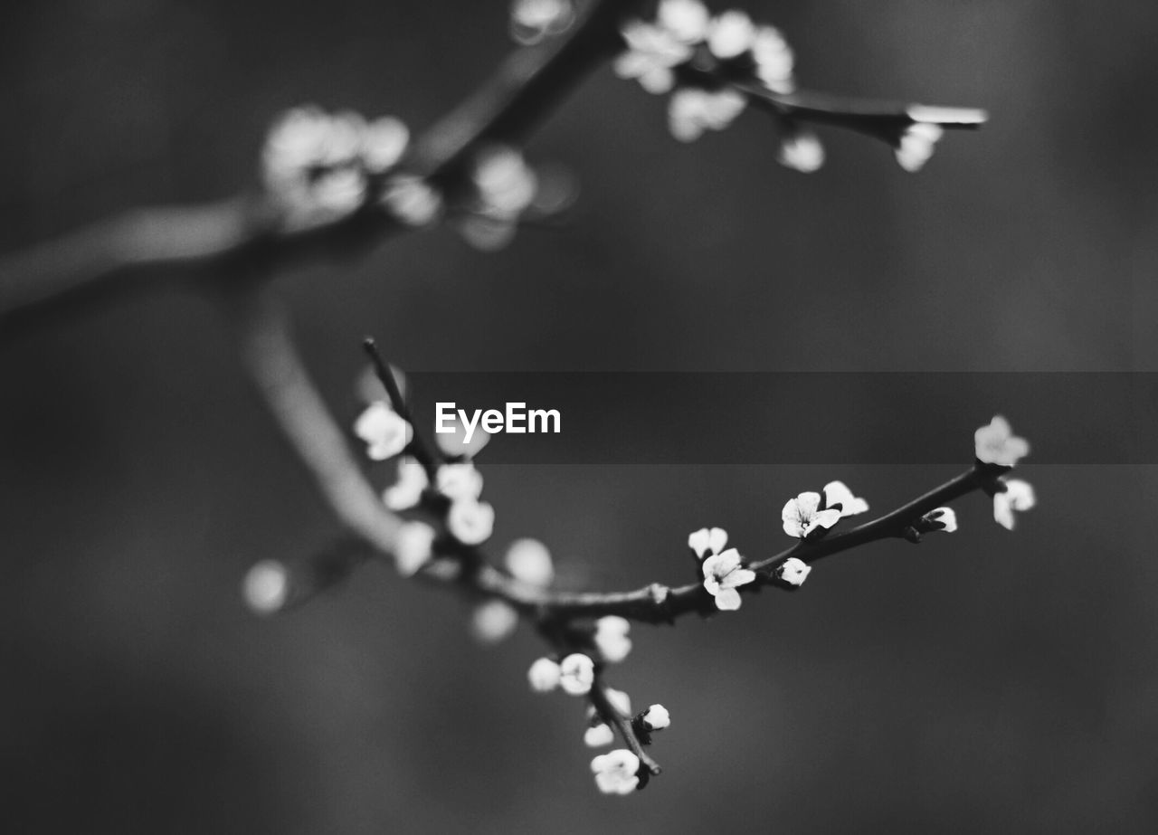 Close-up of flowers growing on tree