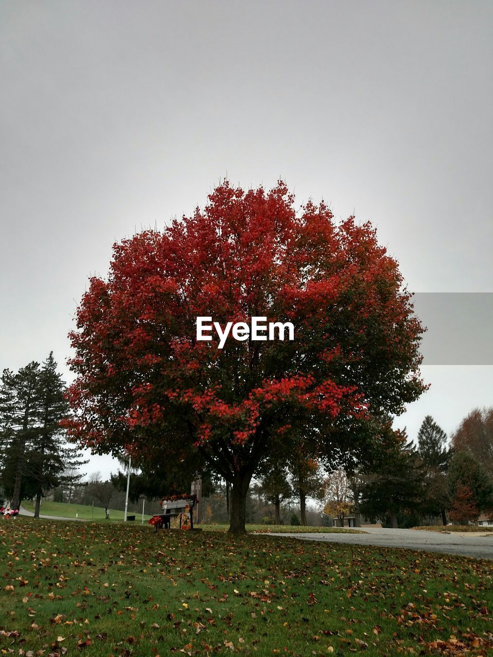 Autumn tree at park against sky