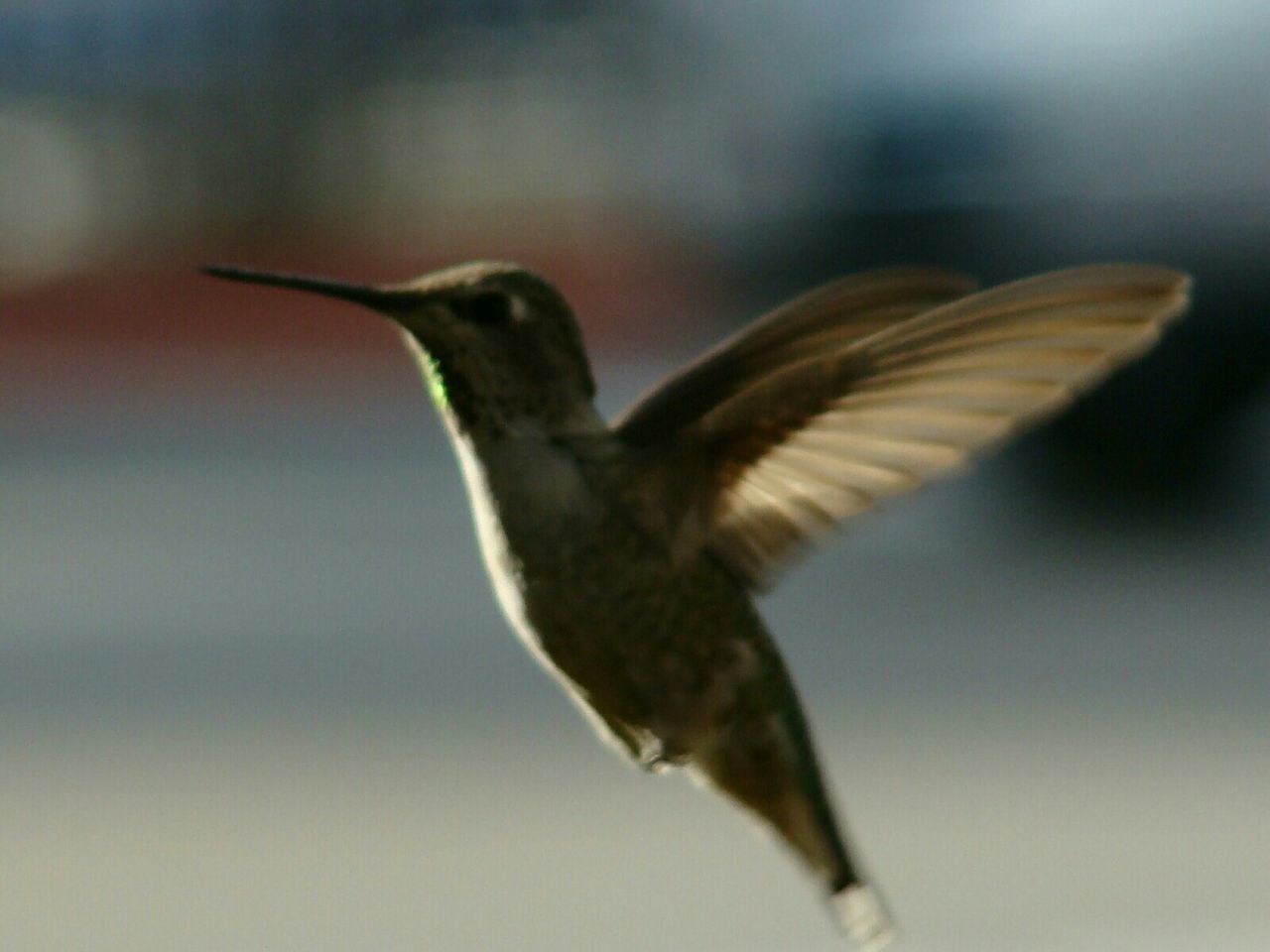 CLOSE-UP OF BIRD FLYING IN SKY