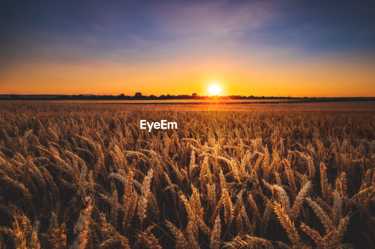 Scenic view of field against sky during sunset