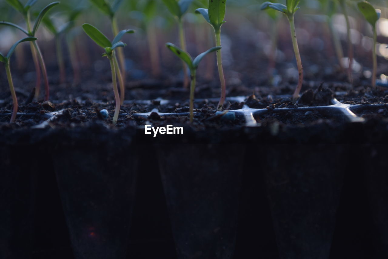 CLOSE-UP OF FRESH PLANTS ON FIELD IN SUNLIGHT