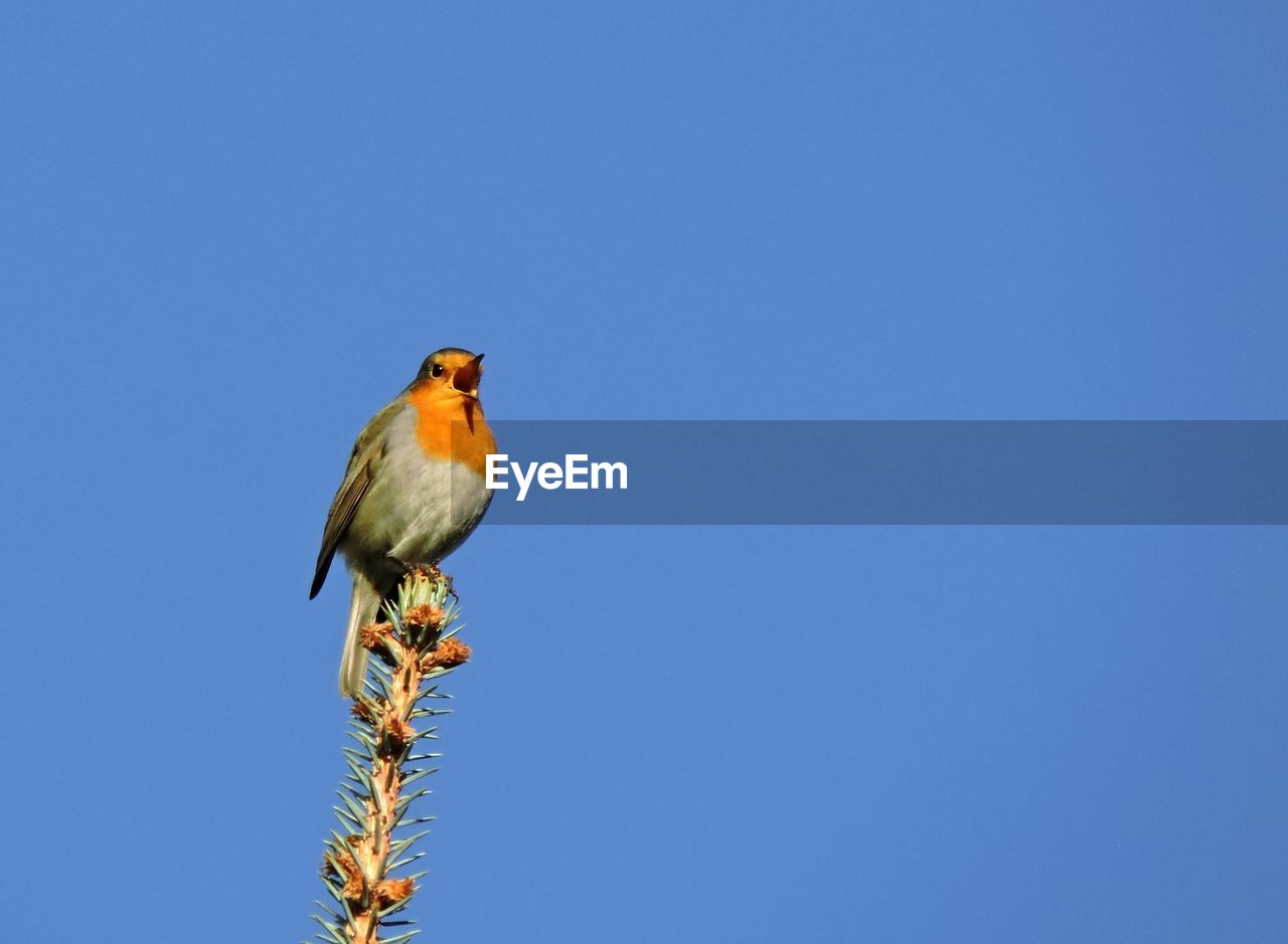 Low angle view of robin perching on plant against clear blue sky