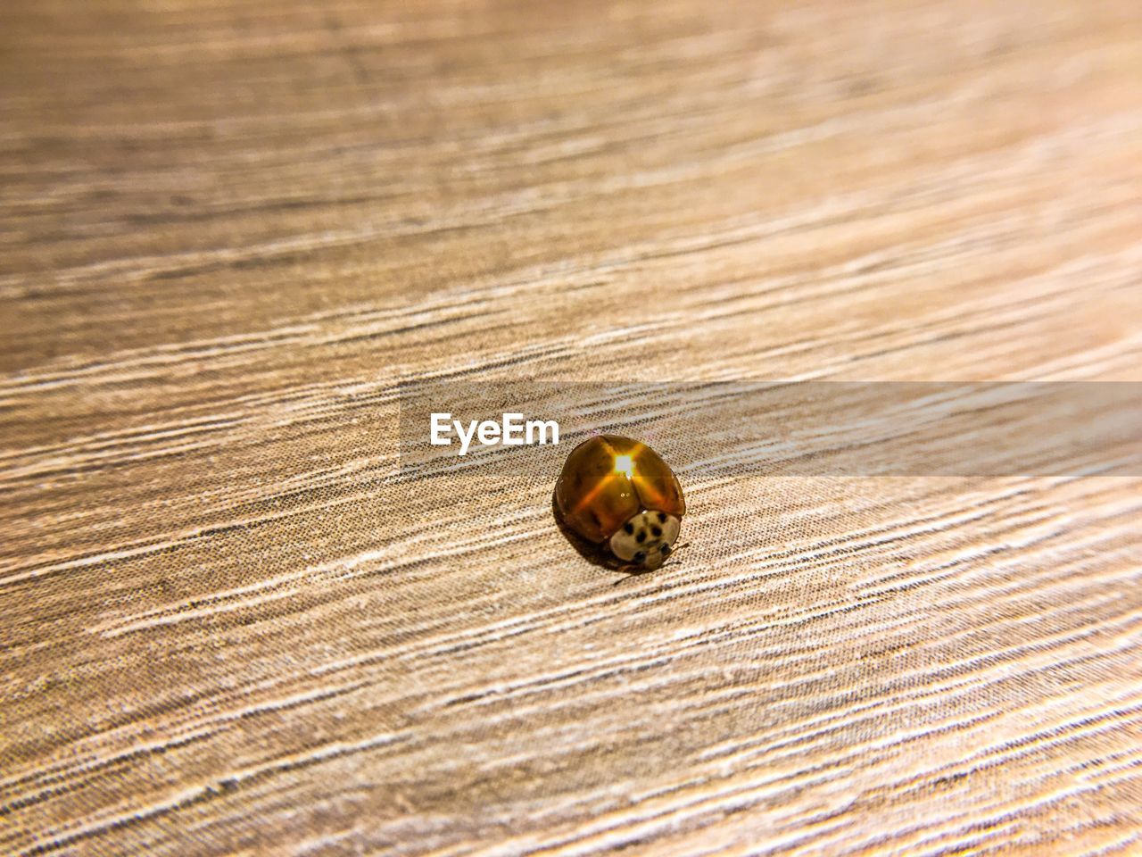 HIGH ANGLE VIEW OF A LADYBUG ON TABLE