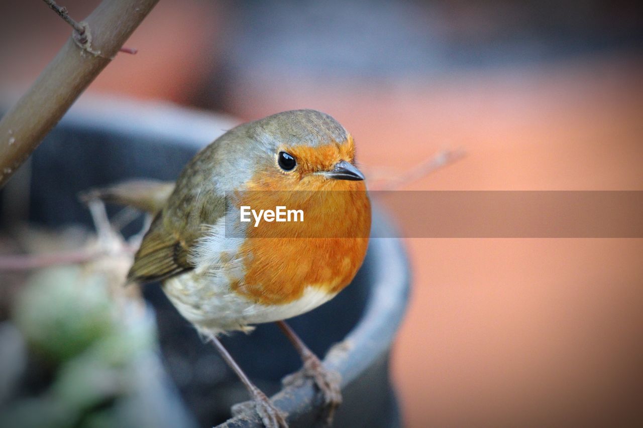 Robin perched on a bucket