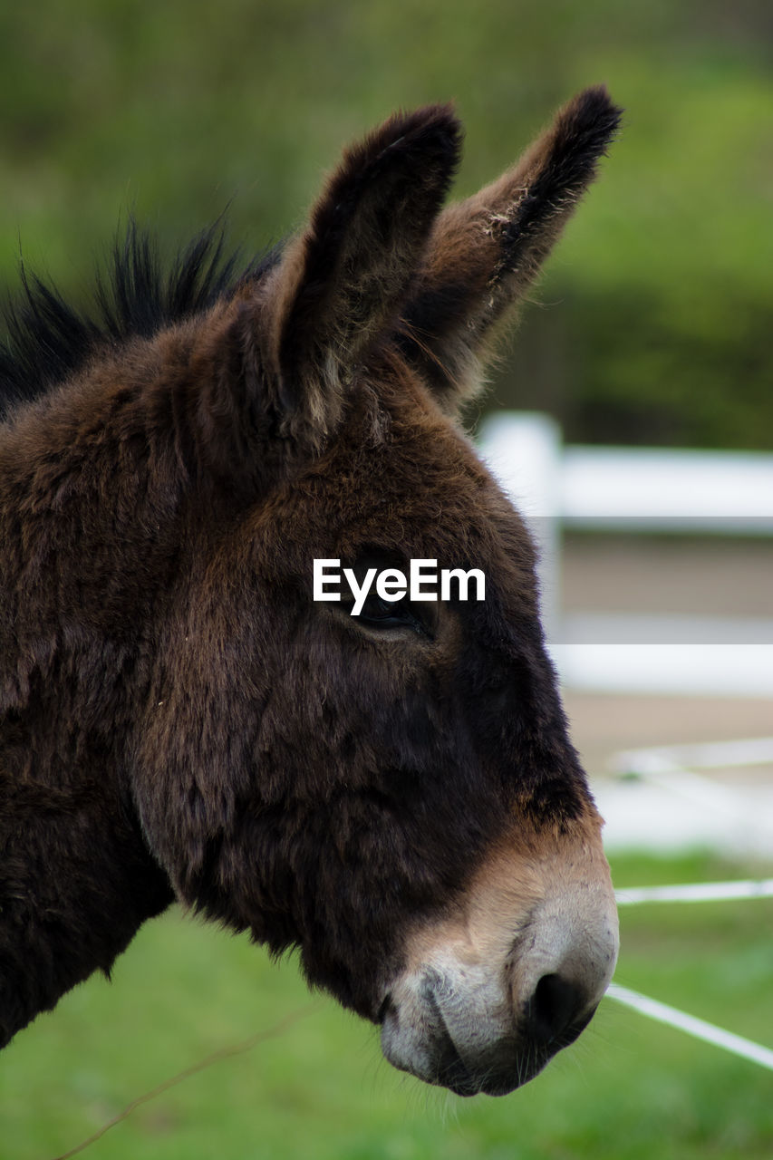 CLOSE-UP PORTRAIT OF ANIMAL