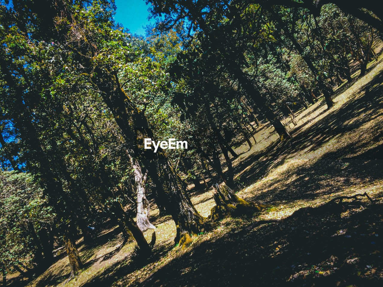 TREES IN THE FOREST