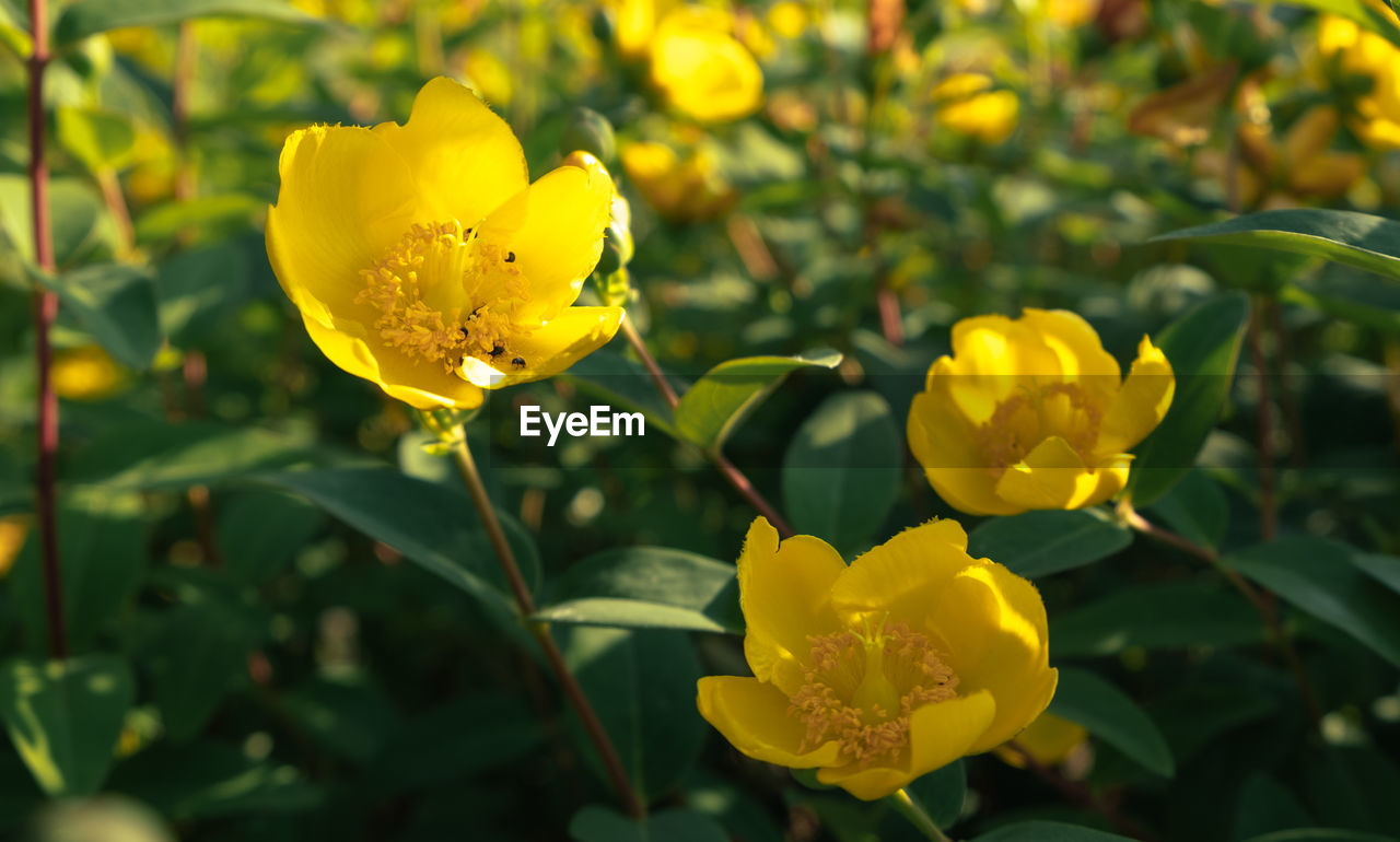 CLOSE-UP OF YELLOW FLOWER