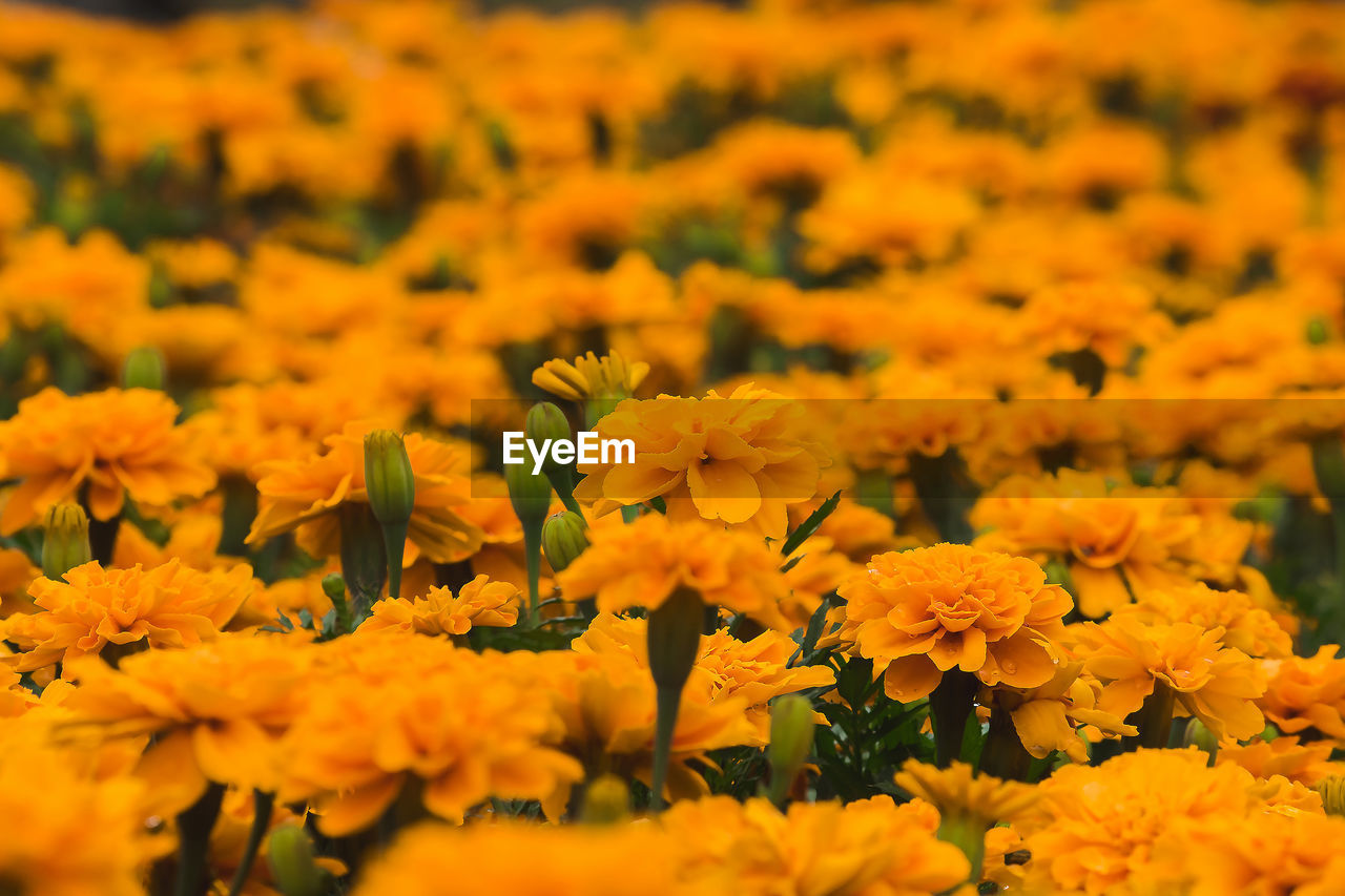 Close-up of yellow flowering plant on field