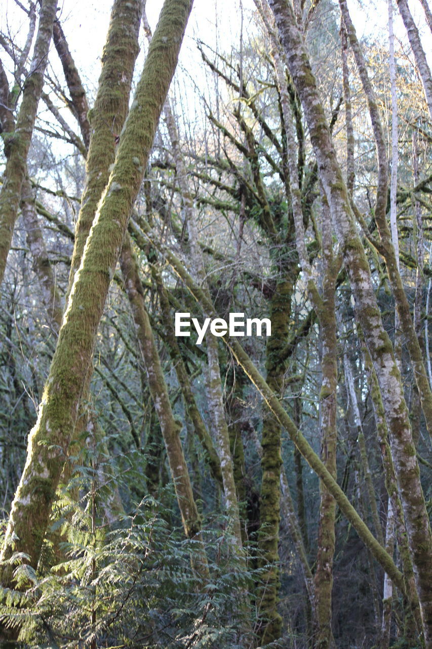 LOW ANGLE VIEW OF PINE TREES IN FOREST