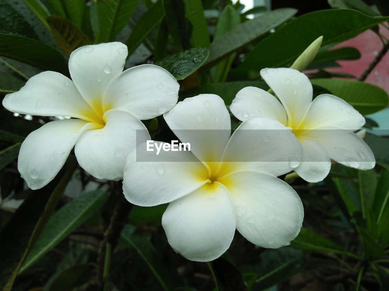 CLOSE-UP OF WATER DROPS ON WHITE FLOWER