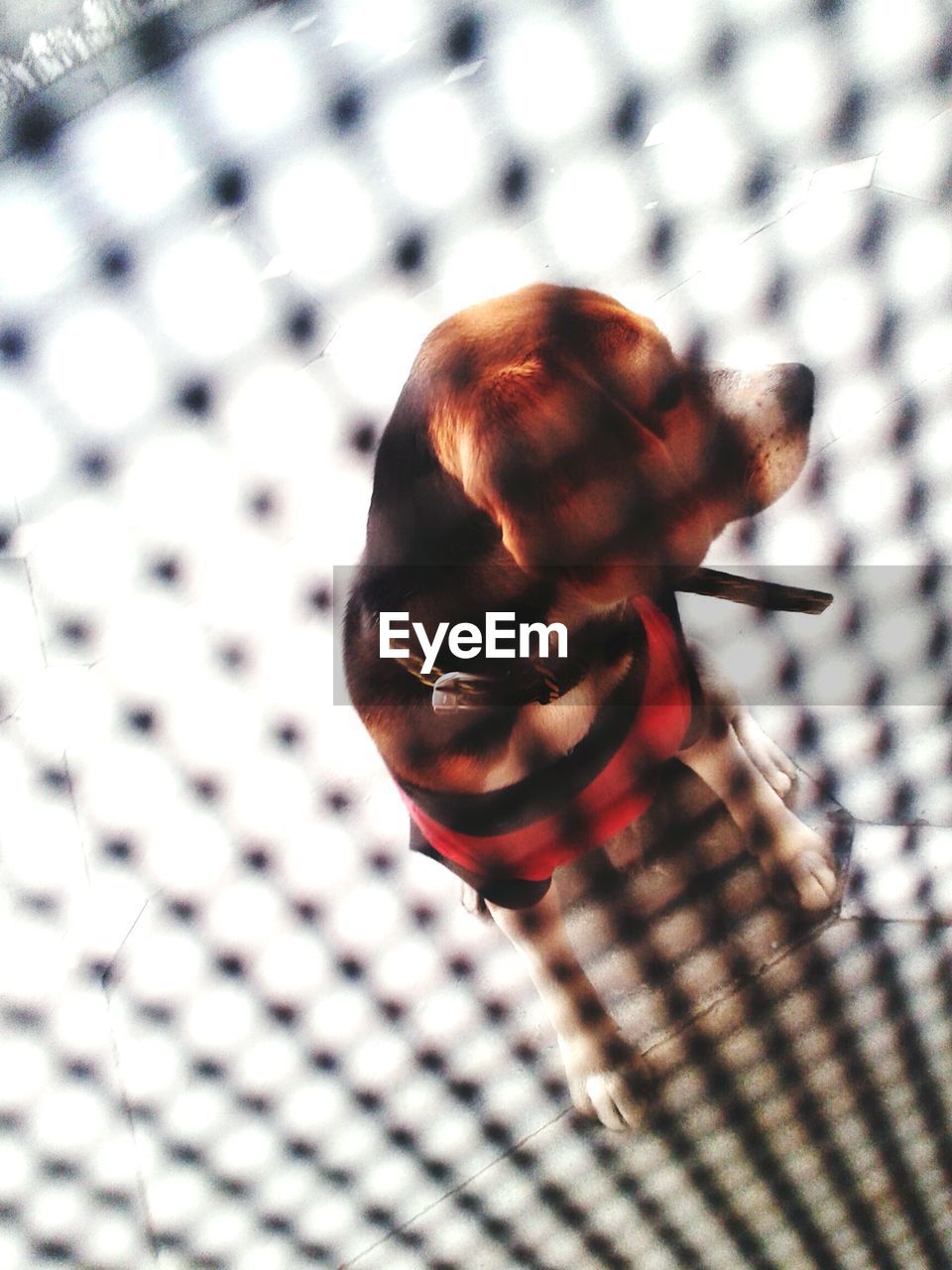 High angle view of beagle dog seen through partition