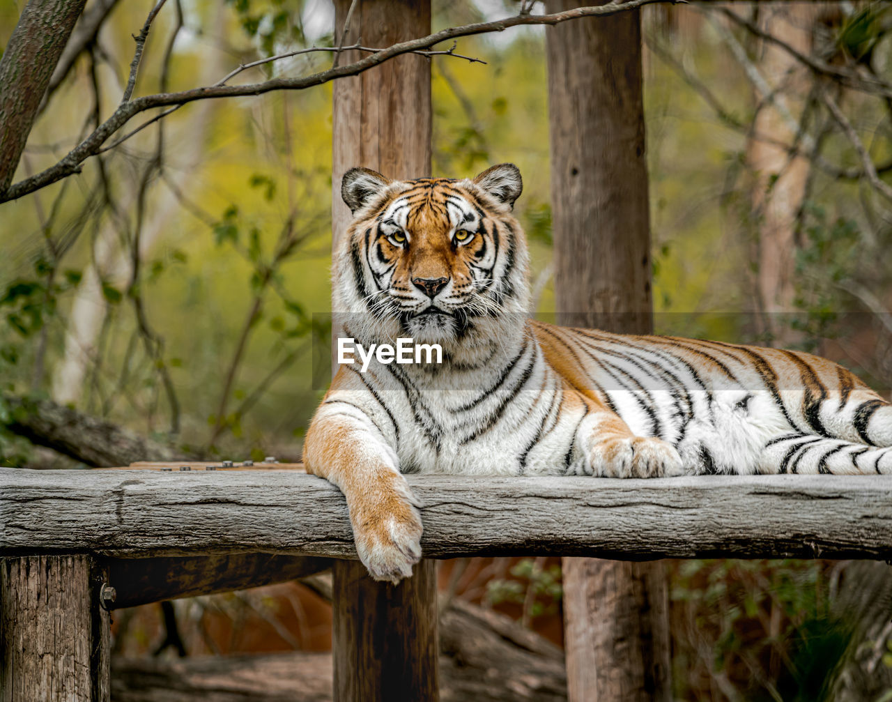 Portrait of cat in zoo