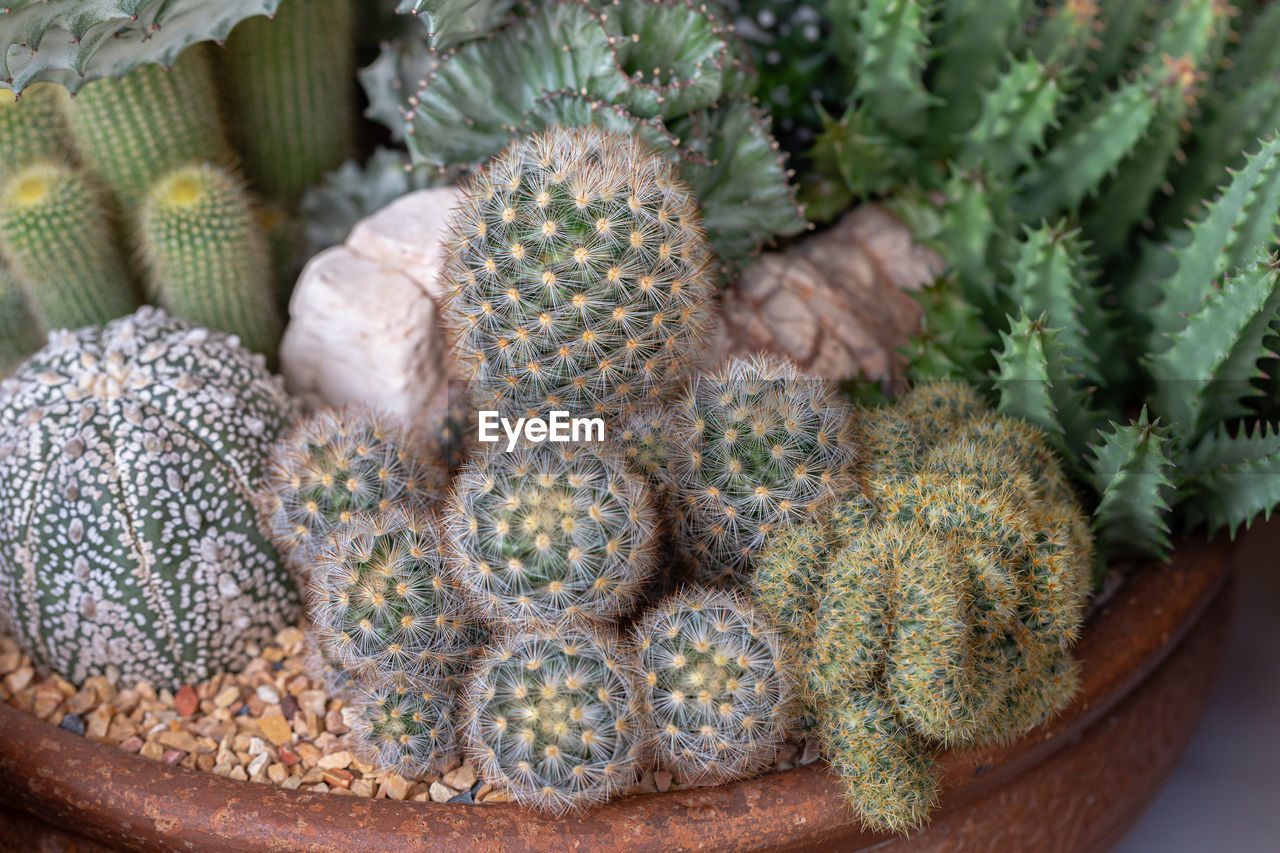 CLOSE-UP OF SUCCULENT PLANT IN WICKER BASKET