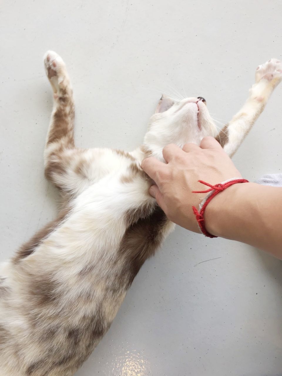 CLOSE-UP OF DOG WITH HANDS