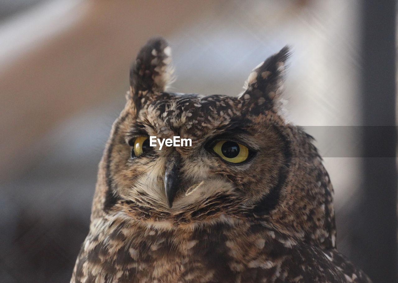 Portrait of an african eagle owl bubo africanus 