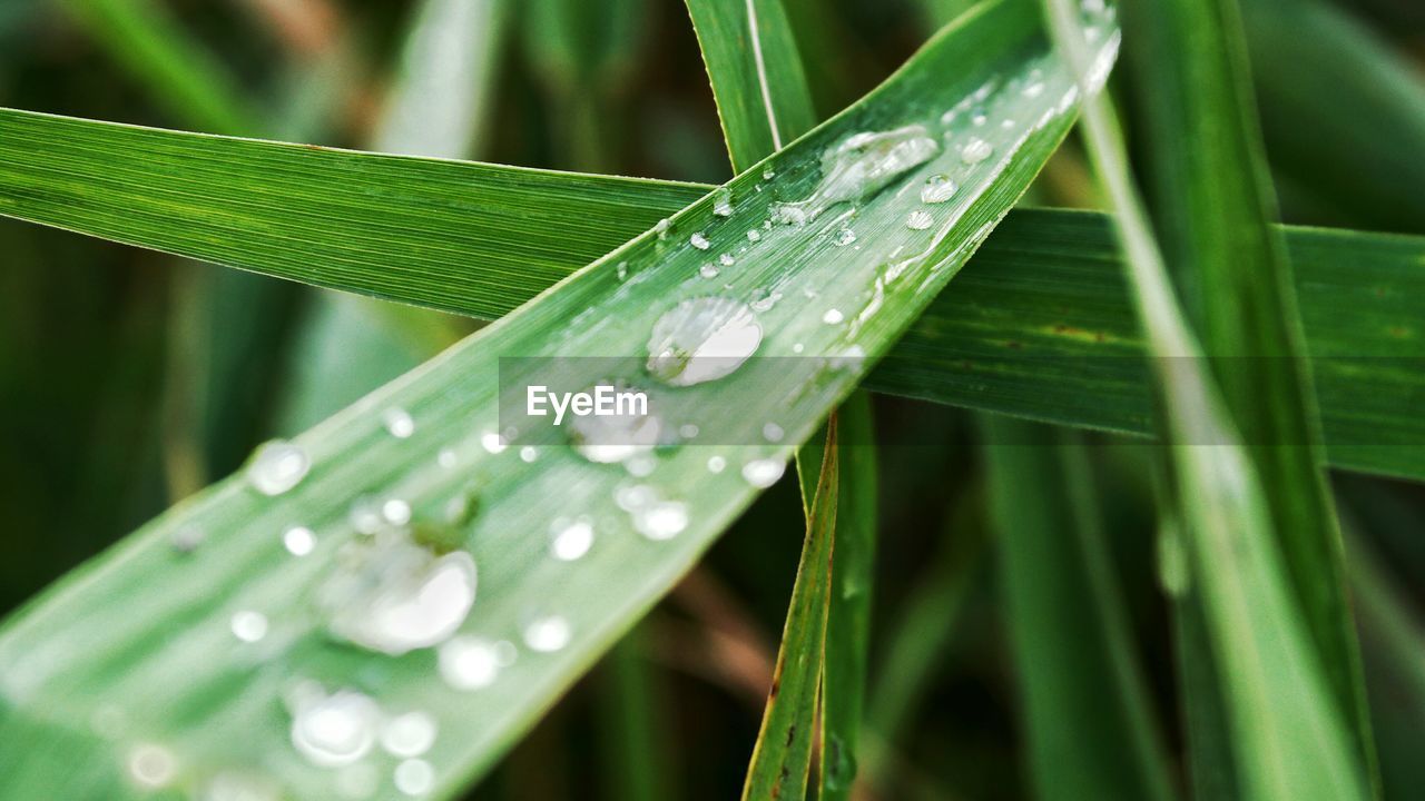 Water drops on leaf outdoors