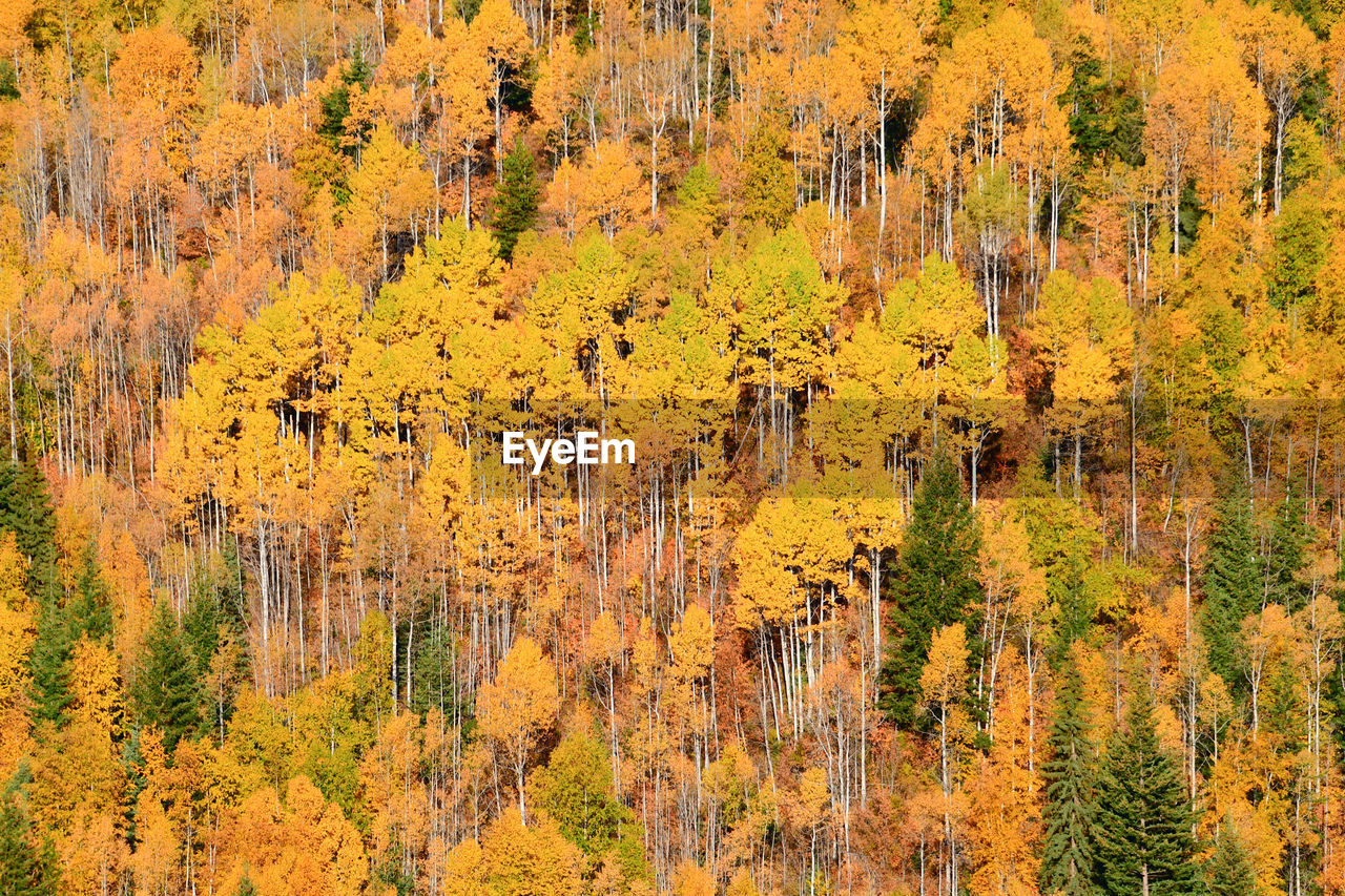 Pine trees in forest during autumn