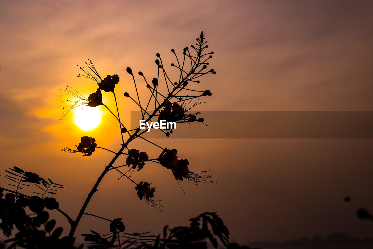 Low angle view of flowering plant against orange sky