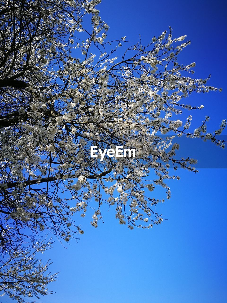 Low angle view of tree against blue sky
