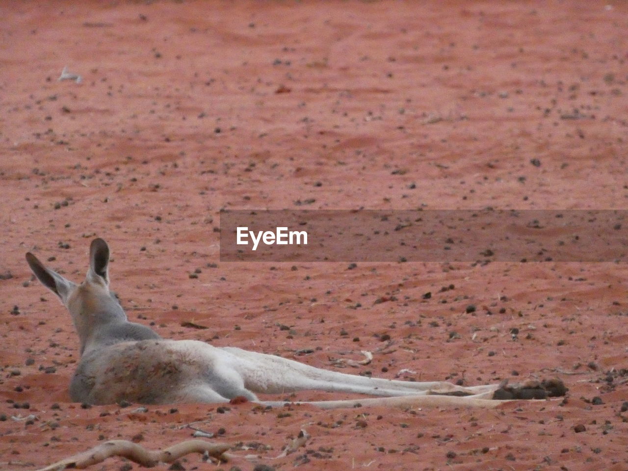 Kangaroo relaxing