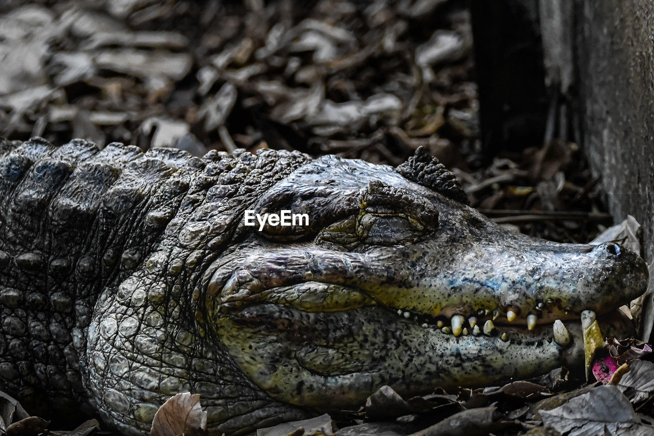 close-up of crocodile in zoo