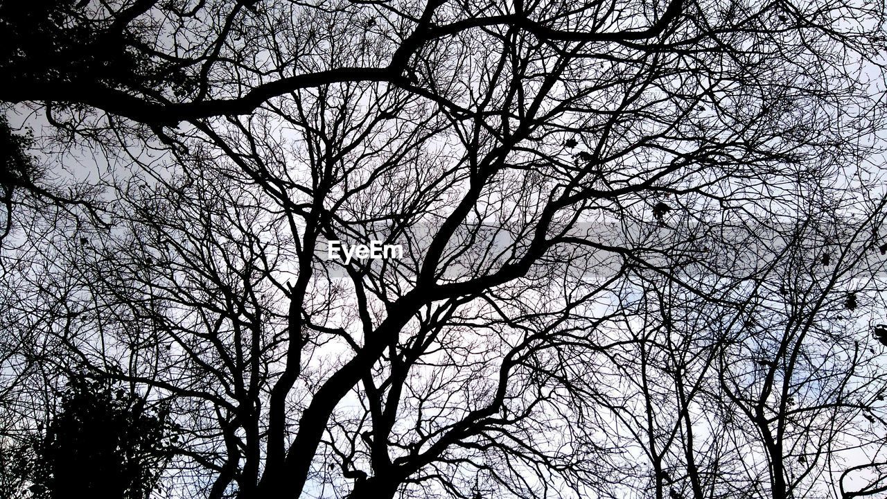 LOW ANGLE VIEW OF BARE TREES AGAINST THE SKY