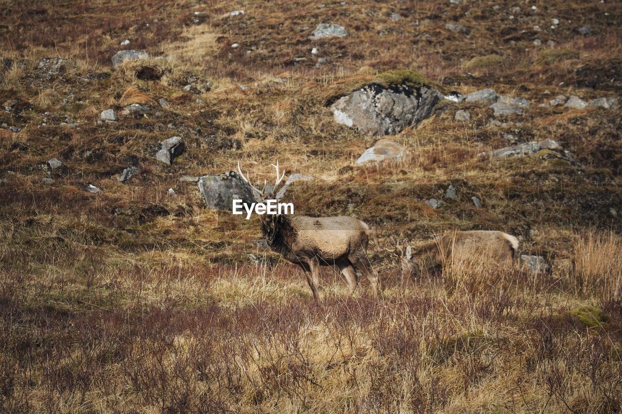 Deer on landscape