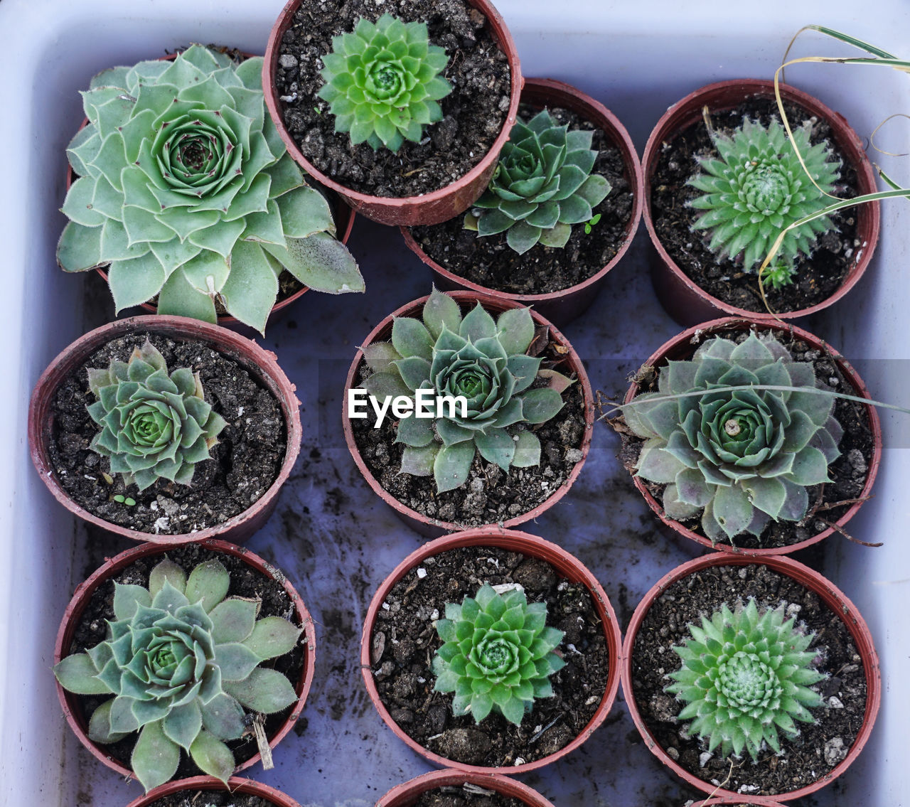 Sacred geometries in the nature
