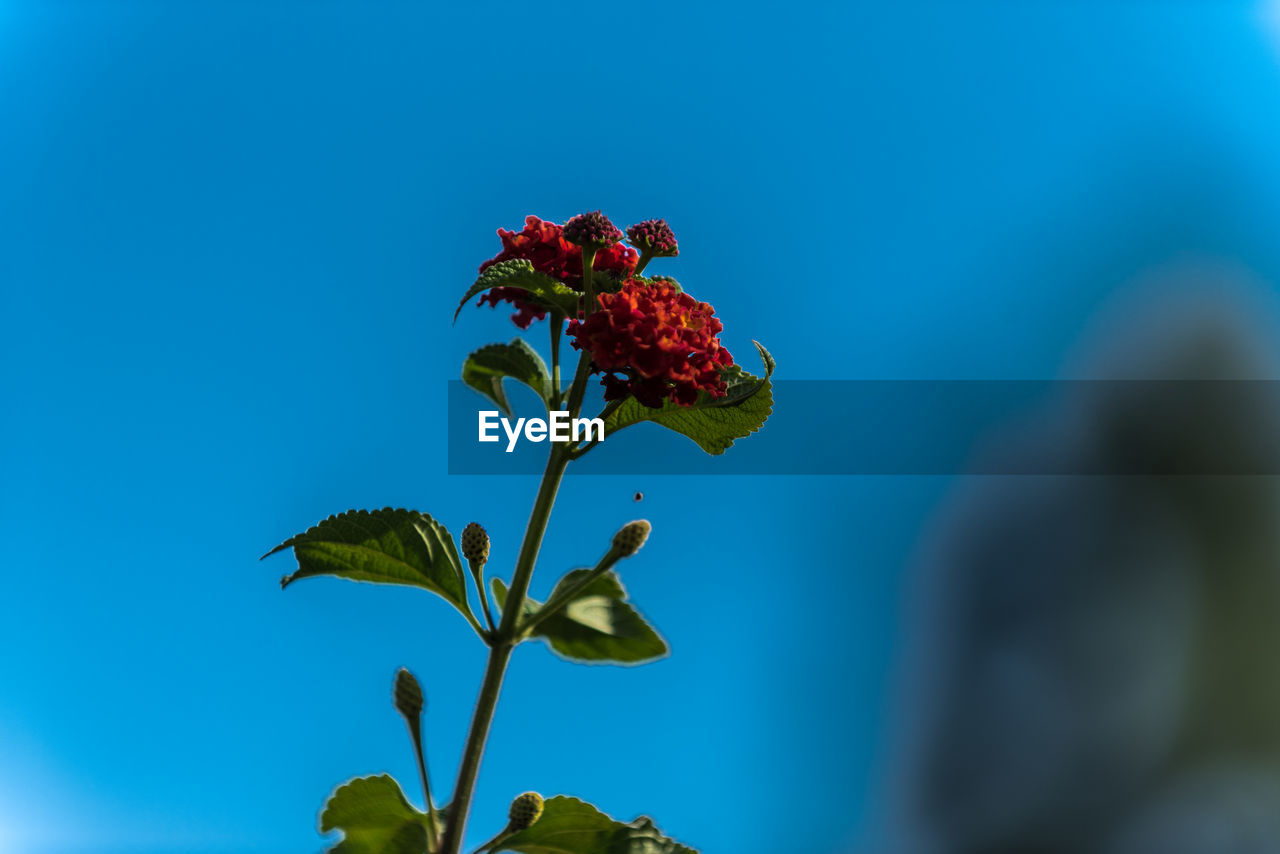 Close-up of red flowering plant against blue sky