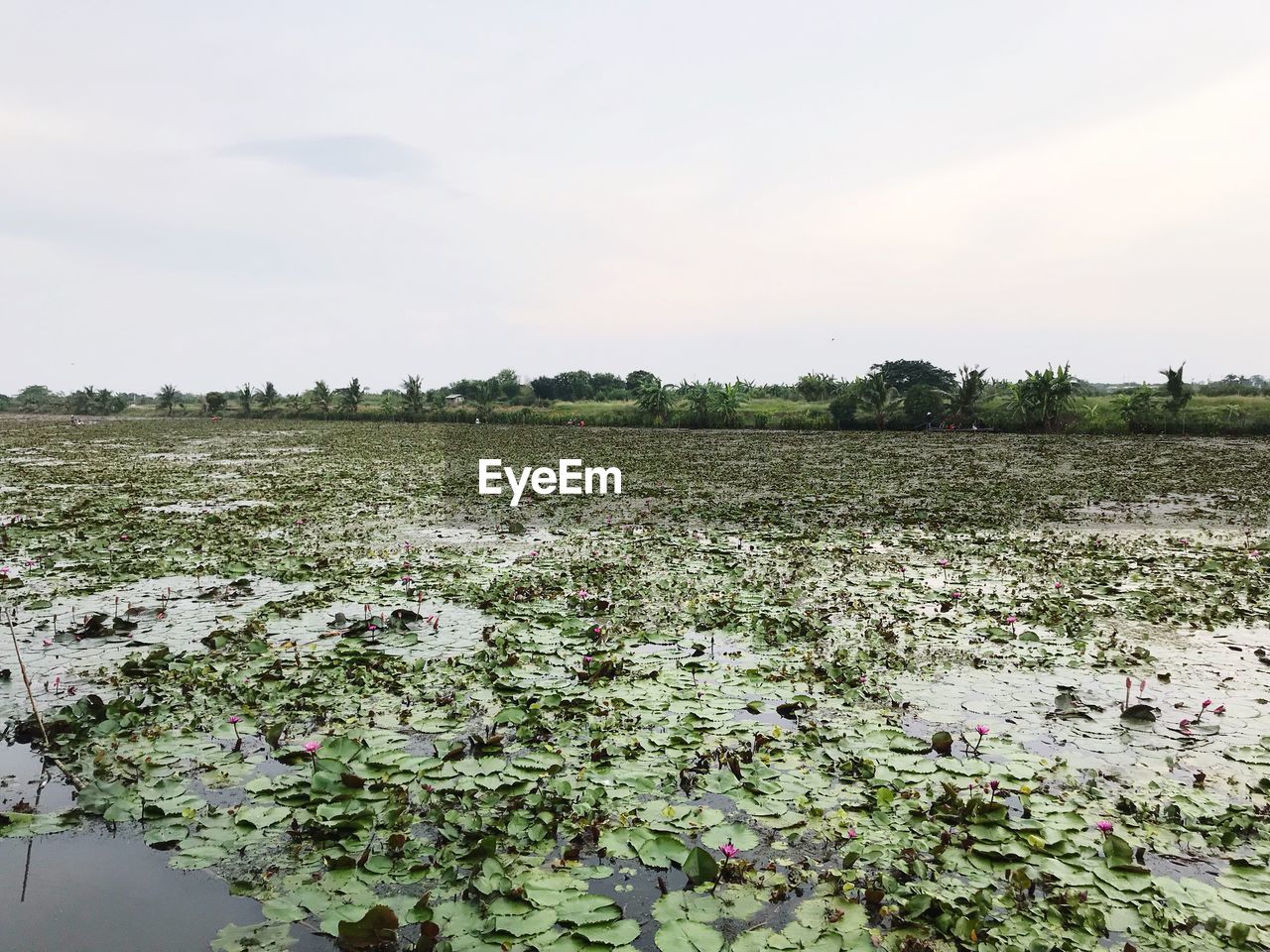 PLANTS GROWING ON FIELD AGAINST SKY