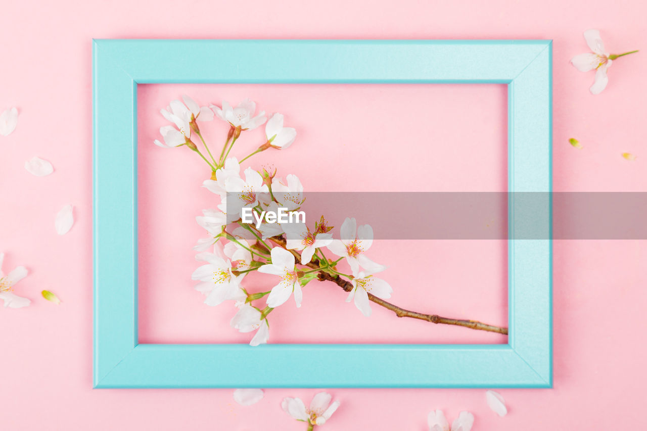 Directly above shot of flowers in picture frame over pink background 