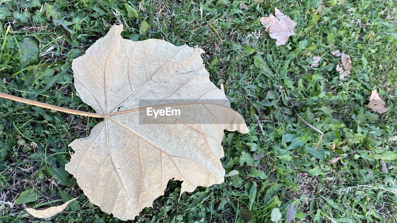 HIGH ANGLE VIEW OF DRY LEAF ON FIELD