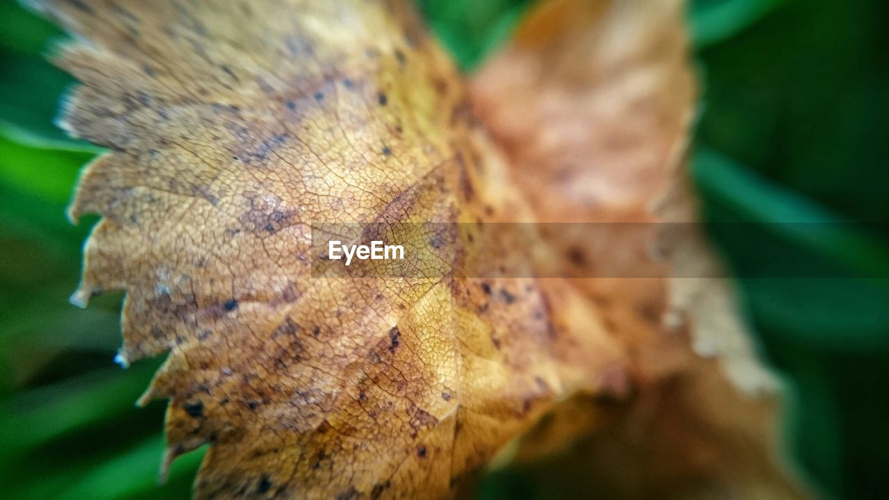 CLOSE-UP OF TREE TRUNK